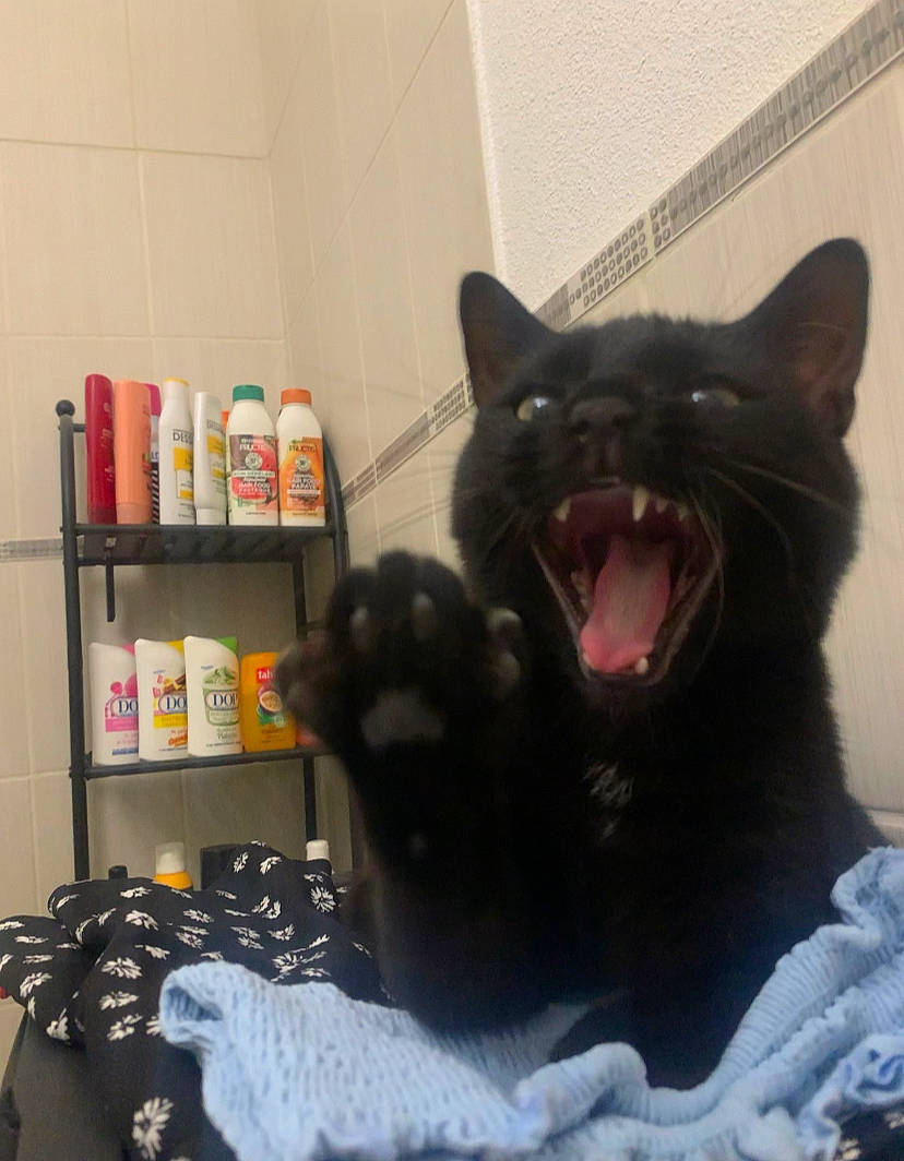 Slim participe au concours pour gagner de l'argent avec cette photo : bag, bombay, carnivore, cat, cat_supply, comfort, domestic_short_haired_cat, fang, felidae, fur, grey, jaw, luggage_and_bags, roar, shelf, shelving, small_to_medium_sized_cats, snout, whiskers, yawn