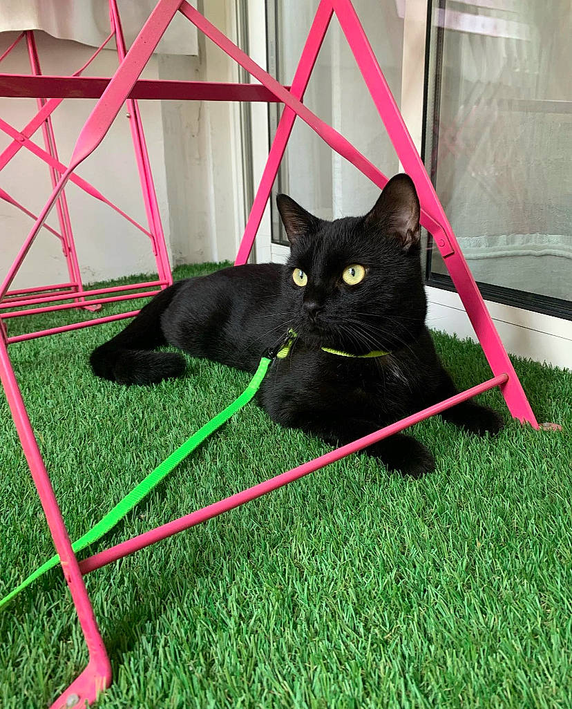 Slim a rejoint le concours — aidez-le/la à gagner de superbes lots ! black_cat, bombay, carnivore, cat, collar, dog_breed, domestic_short_haired_cat, felidae, fur, grass, magenta, mammal, pet_supply, plant, small_to_medium_sized_cats, snout, tail, terrestrial_animal, tree, whiskers