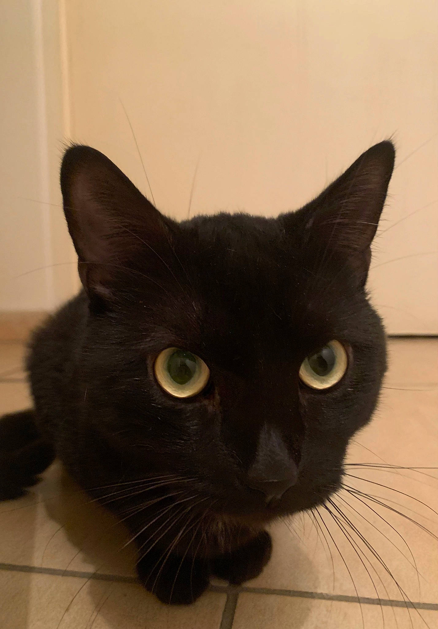 Slim a rejoint le concours — aidez-le/la à gagner de superbes lots ! black_cat, bombay, carnivore, cat, domestic_short_haired_cat, felidae, fur, iris, small_to_medium_sized_cats, snout, terrestrial_animal, whiskers