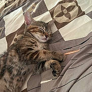 Pépito participe au concours pour gagner de l'argent avec cette photo : animal, bed, blanket, cat, cozy, cute, domestic, feline, fur, indoor, kitten, paws, peaceful, pet, relaxation, resting, sleeping, tabby, whiskers, young