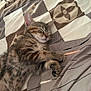 animal, bed, blanket, cat, cozy, cute, domestic, feline, fur, indoor, kitten, paws, peaceful, pet, relaxation, resting, sleeping, tabby, whiskers, young