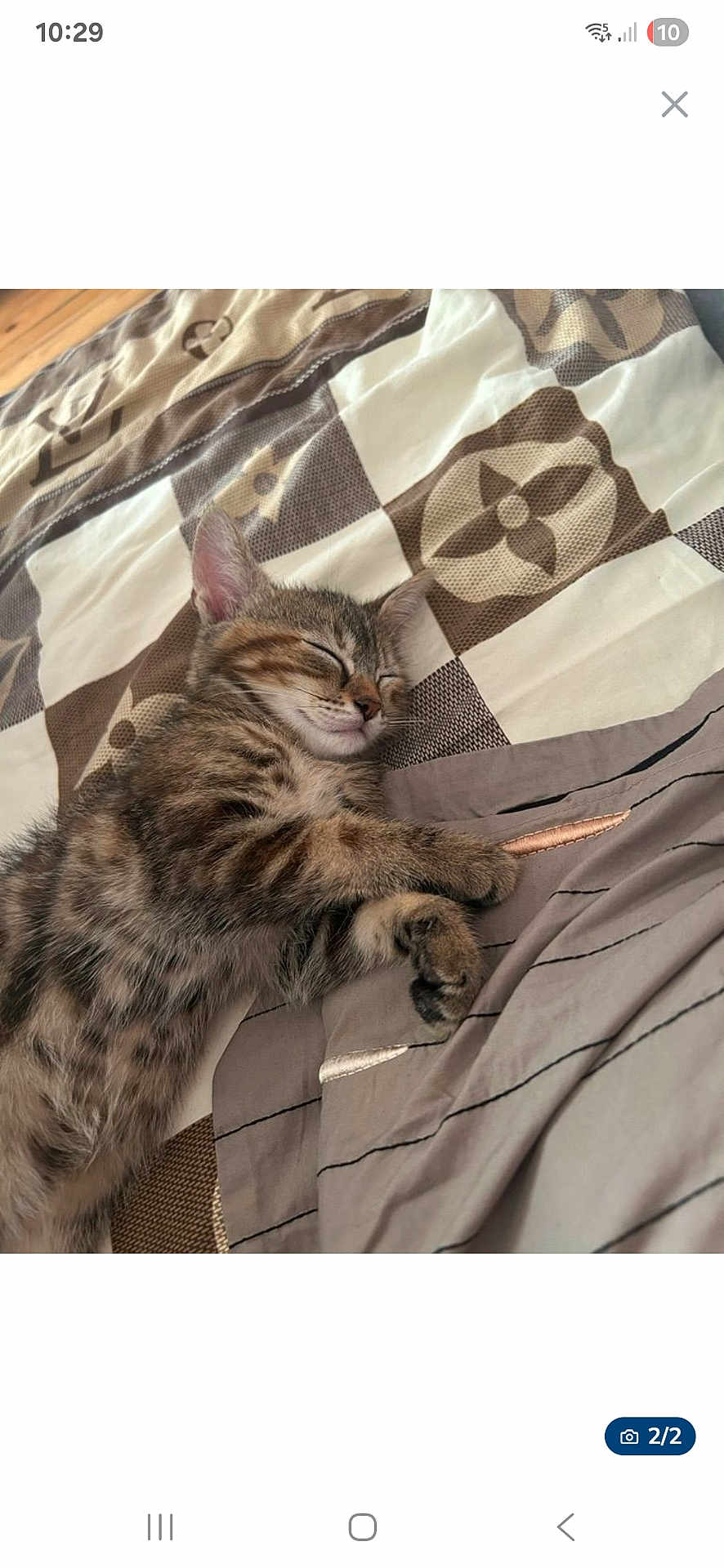 Pépito