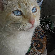 Baby joined the competition — help win amazing prizes! abyssinian, accessories, angora, animal, cat, kitten, leash, manx, pet, plywood, siamese, strap, wood