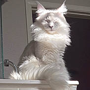 Aglaea joined the competition — help win amazing prizes! cat, fluffy, white, sunlight, windowsill, indoor, pet, feline, relaxed, long_hair, adorable, closeup, fur, peaceful, resting, domestic_animal, whiskers, cute, bright, portrait
