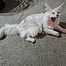 Aglaea is registered to the contest to win money with this photo: cat, white_cat, fluffy, carpet, indoor, animal, pet, lying_down, yawning, mouth_open, feline, whiskers, tail, ears, shadow, laundry_basket, home, cute, fur, relaxed