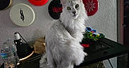 Aglaea joined the competition — help win amazing prizes! cat, white_cat, fluffy_fur, indoor, disc_golf_discs, wall, green_eyes, table, lamp, water_bottles, decor, pet, curious, sitting, furniture, houseplant, colorful, portrait, animal, domestic_pet
