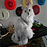 cat, white_cat, fluffy_fur, indoor, disc_golf_discs, wall, green_eyes, table, lamp, water_bottles, decor, pet, curious, sitting, furniture, houseplant, colorful, portrait, animal, domestic_pet