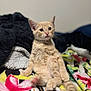 kitten, cat, orange_cat, sitting, blanket, floral_pattern, indoor, pet, fur, cute, curious, cozy, animal, young_cat, tabby, relaxed, pink_paw, soft_texture, domestic_cat, colorful