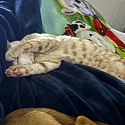 Gravy is registered to the contest to win money with this photo: cat, dog, blanket, sleeping, tabby_cat, brown_dog, blue_blanket, colorful_blanket, indoor, cozy, resting, animal, paw, fur, pet, comfort, home, relaxation, soft, napping