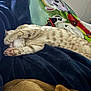 cat, dog, blanket, sleeping, tabby_cat, brown_dog, blue_blanket, colorful_blanket, indoor, cozy, resting, animal, paw, fur, pet, comfort, home, relaxation, soft, napping
