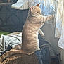 cat, orange_tabby, curtains, window, blanket, indoor, pet, feline, cozy, daylight, curiosity, fur, soft_light, home, cat_tree, resting, mammal, animal, playful, domestic