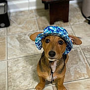 Biscuit joined the competition — help win amazing prizes! accessories, animal, architecture, beagle, bonnet, canine, cap, clothing, dog, hardwood, hat, hound, labradorretriever, leash, pet, plywood, puppy, strap, sunhat, wood