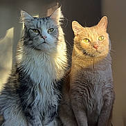 Zeus And Worm joined the competition — help win amazing prizes! cat, feline, pet, indoor, sunlight, fur, whiskers, eyes, sitting, two_animals, domestic_animal, portrait, closeup, gray_cat, orange_cat, animal_companion, cute, friendship, calm, still_life