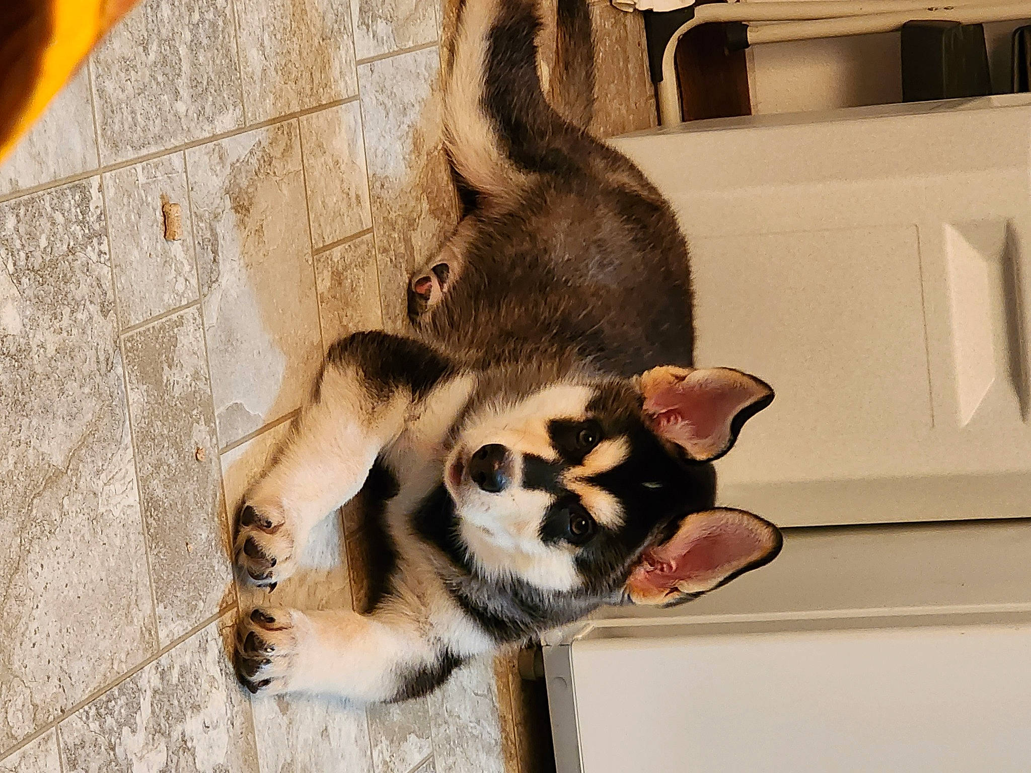 Deuce is registered to the contest to win money with this photo: canidae, carnivore, companion_dog, dog_breed, eye, fawn, felidae, fur, light_switch, paw, small_to_medium_sized_cats, snout, sporting_group, tail, terrestrial_animal, wall_plate, whiskers, wildlife, wood, working_animal