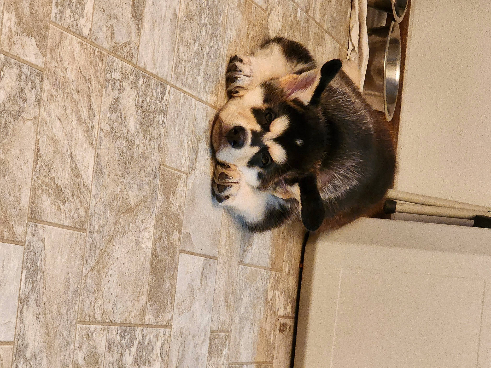 Deuce joined the competition — help win amazing prizes! art, canidae, carnivore, dog_breed, domestic_short_haired_cat, door, fawn, felidae, flooring, fur, hardwood, paw, small_to_medium_sized_cats, snout, sporting_group, tail, terrestrial_animal, whiskers, window, wood