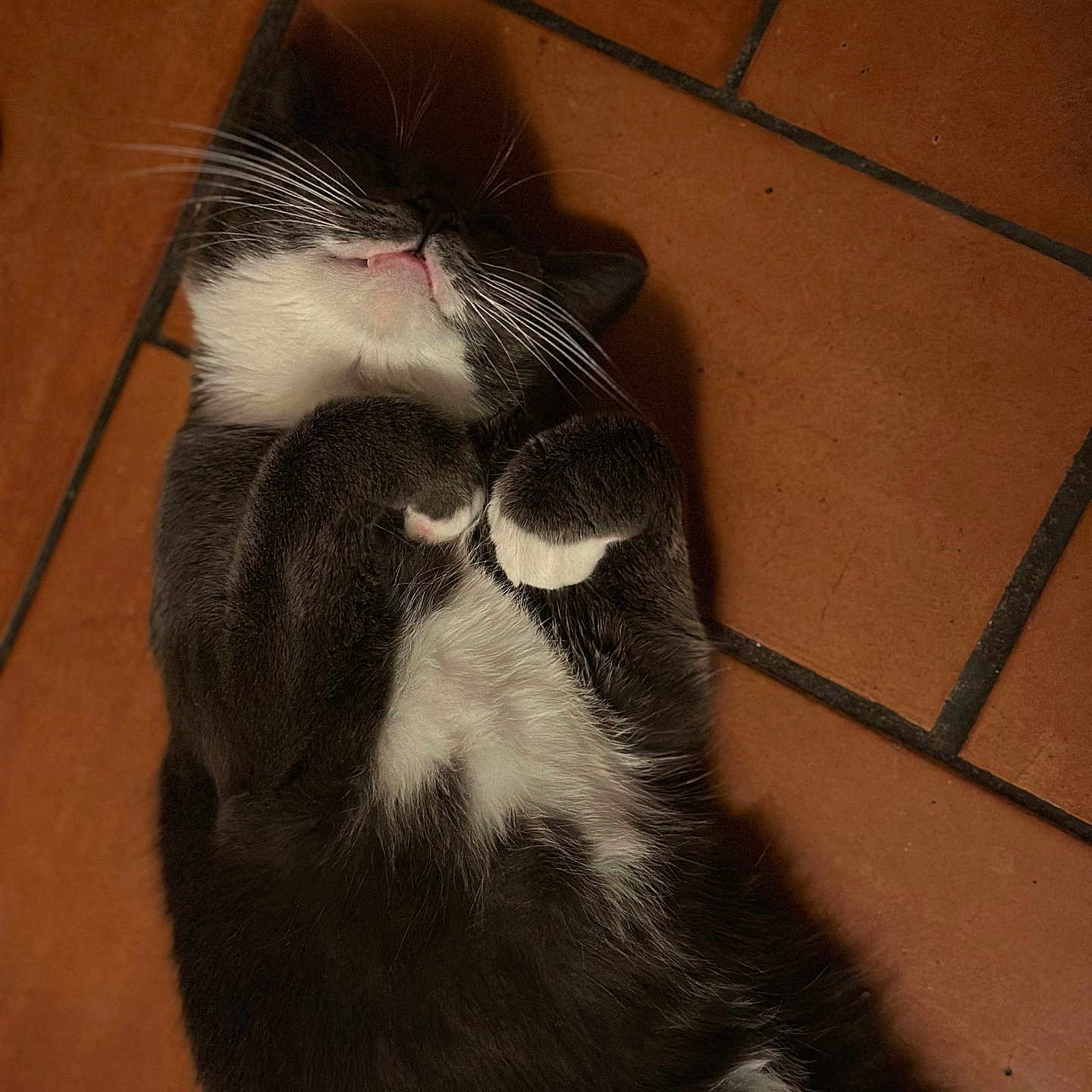 Tinou participe au concours pour gagner de l'argent avec cette photo : abyssinian, animal, architecture, blackcat, bodypart, building, cat, furniture, hardwood, indoors, kitten, livingroom, manx, mouth, person, pet, room, sleeping, tile, wood