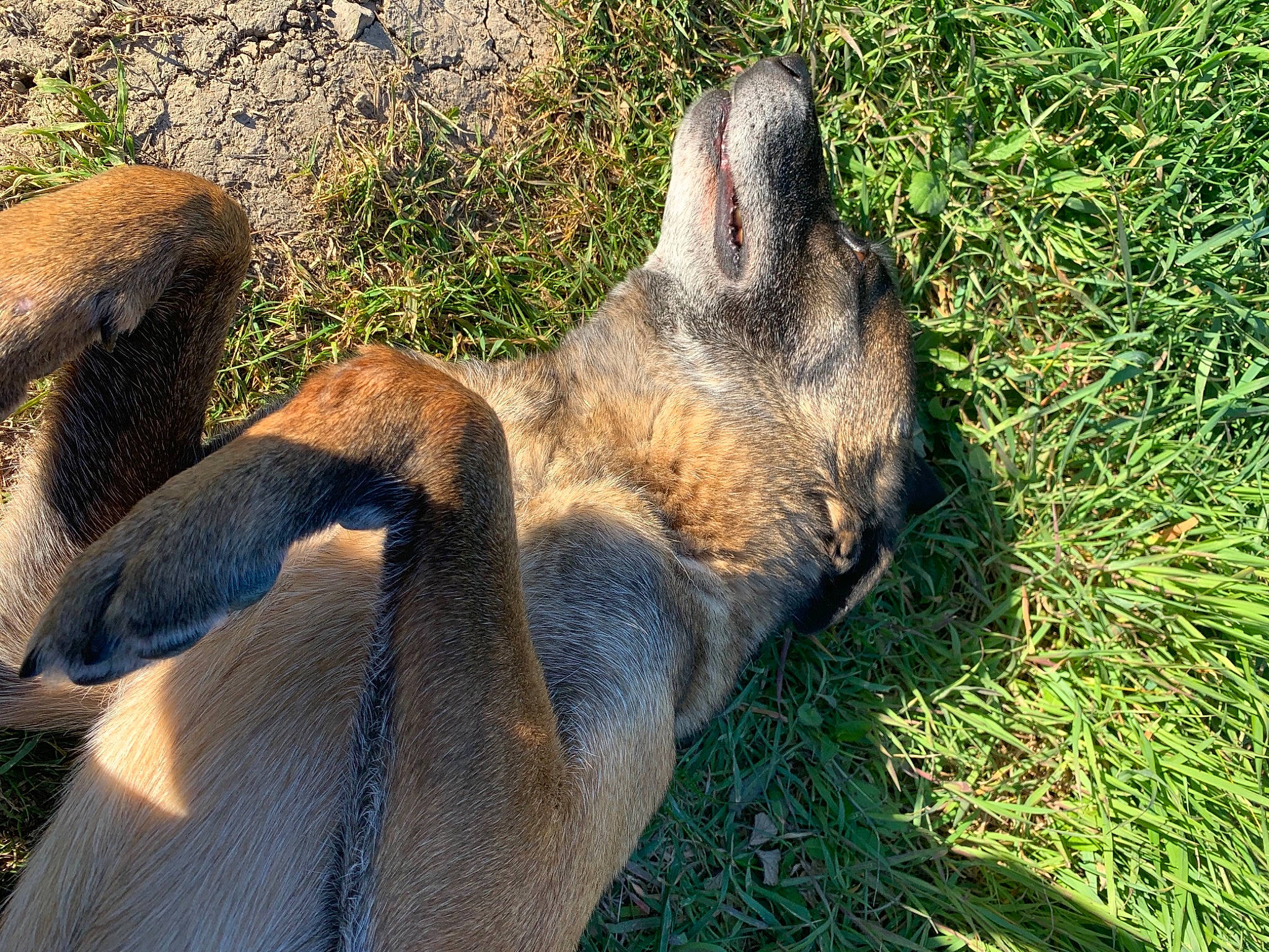 Gina a rejoint le concours — aidez-le/la à gagner de superbes lots ! canidae, fawn, foot, fur, grass, grass_family, groundcover, hare, paw, reptile, rock, shadow, snout, soil, squirrel, tail, terrestrial_animal, trunk, wildlife, wood