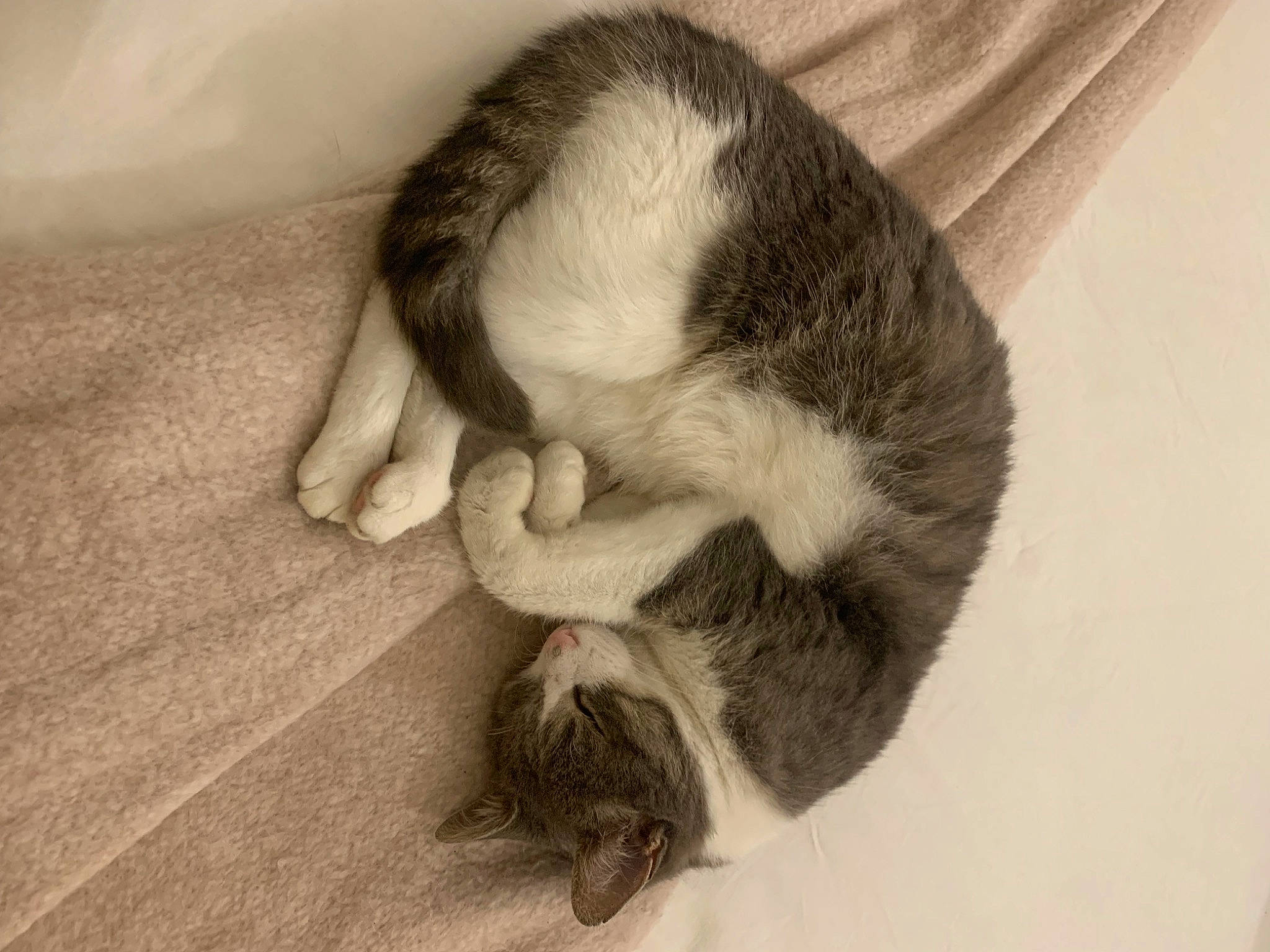 Sissi a rejoint le concours — aidez-le/la à gagner de superbes lots ! beard, carnivore, comfort, companion_dog, dog, dog_breed, ear, eyelash, felidae, fur, gesture, jaw, monochrome_photography, nose, paw, small_to_medium_sized_cats, snout, sporting_group, tail, whiskers