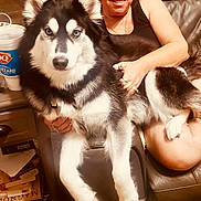 Faye joined the competition — help win amazing prizes! black_and_white, couch, cozy, cup, dog, eyes, face, furry, hand, husky, indoor, jewelry, lap, leather, paper, pet, sitting, smiling, table, woman