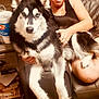 black_and_white, couch, cozy, cup, dog, eyes, face, furry, hand, husky, indoor, jewelry, lap, leather, paper, pet, sitting, smiling, table, woman