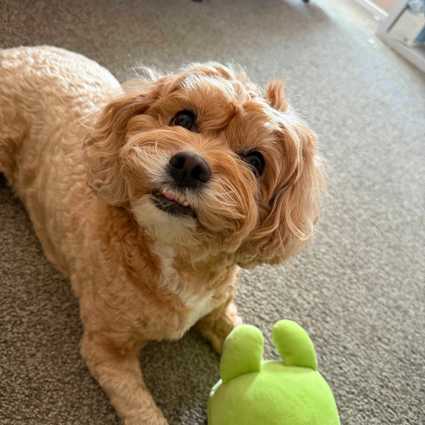 Mila Mae is registered to the contest to win money with this photo: animal, brown_dog, carpet, close_up, curly_fur, cute, dog, domestic_animal, floor, fur, green_toy, home, indoor, looking_up, pet, playful, plush_toy, resting, small_dog, toy