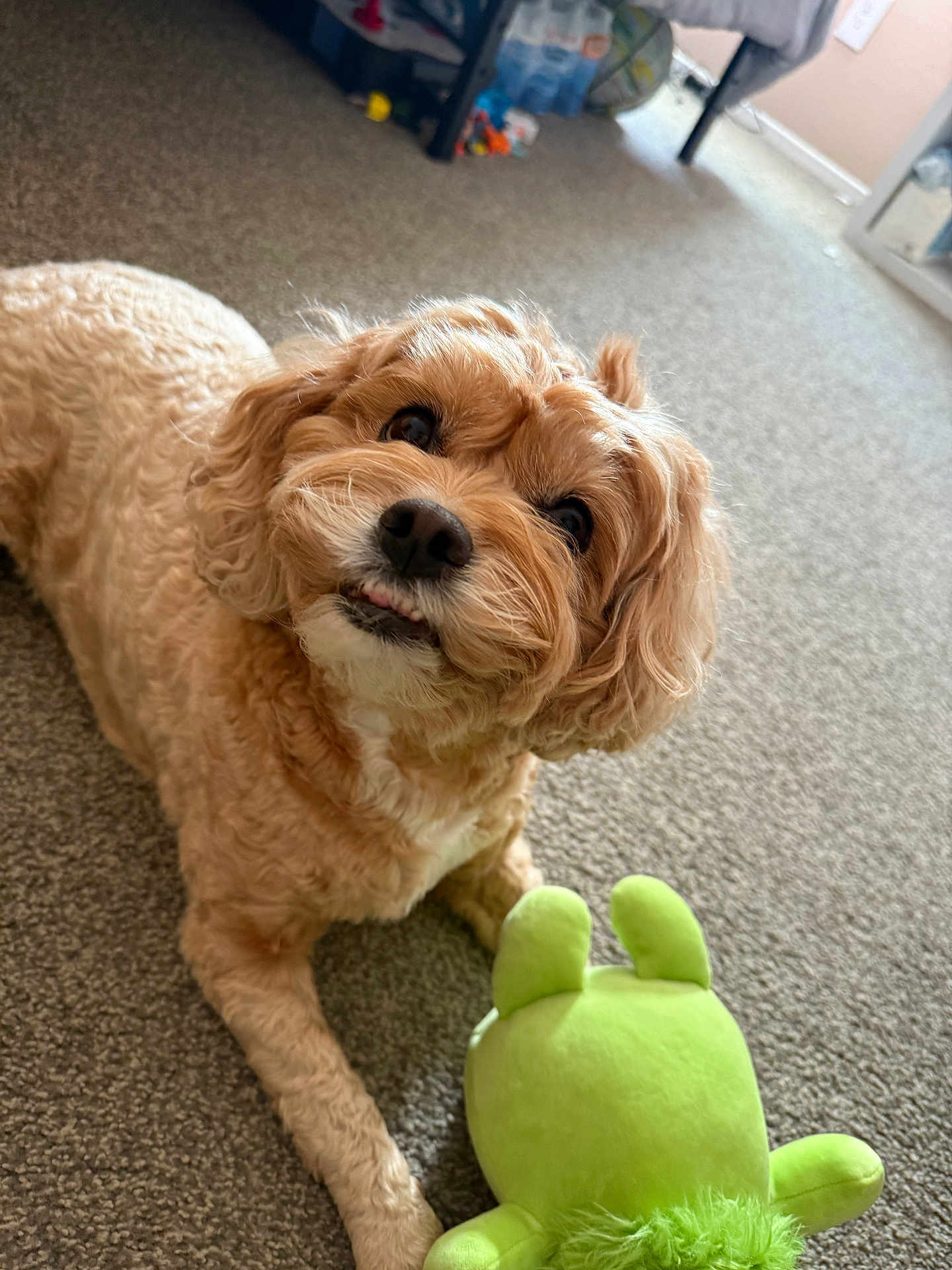 Mila Mae is registered to the contest to win money with this photo: dog, indoor, carpet, plush_toy, green_toy, curly_fur, pet, cute, playful, animal, floor, looking_up, toy, brown_dog, fur, domestic_animal, small_dog, close_up, home, resting