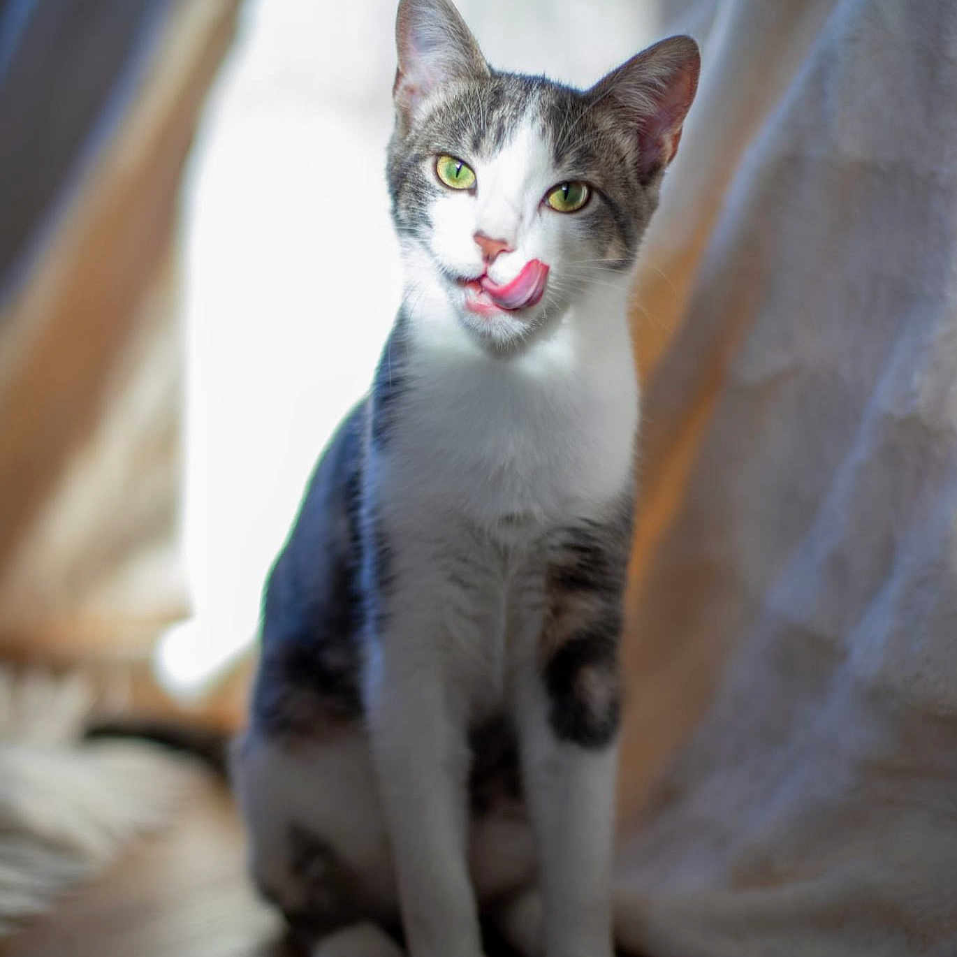 Yuki participe au concours pour gagner de l'argent avec cette photo : abyssinian, accessories, angora, animal, blanket, bodypart, cat, couch, furniture, hardwood, kitten, manx, mouth, person, pet, siamese, strap, wood