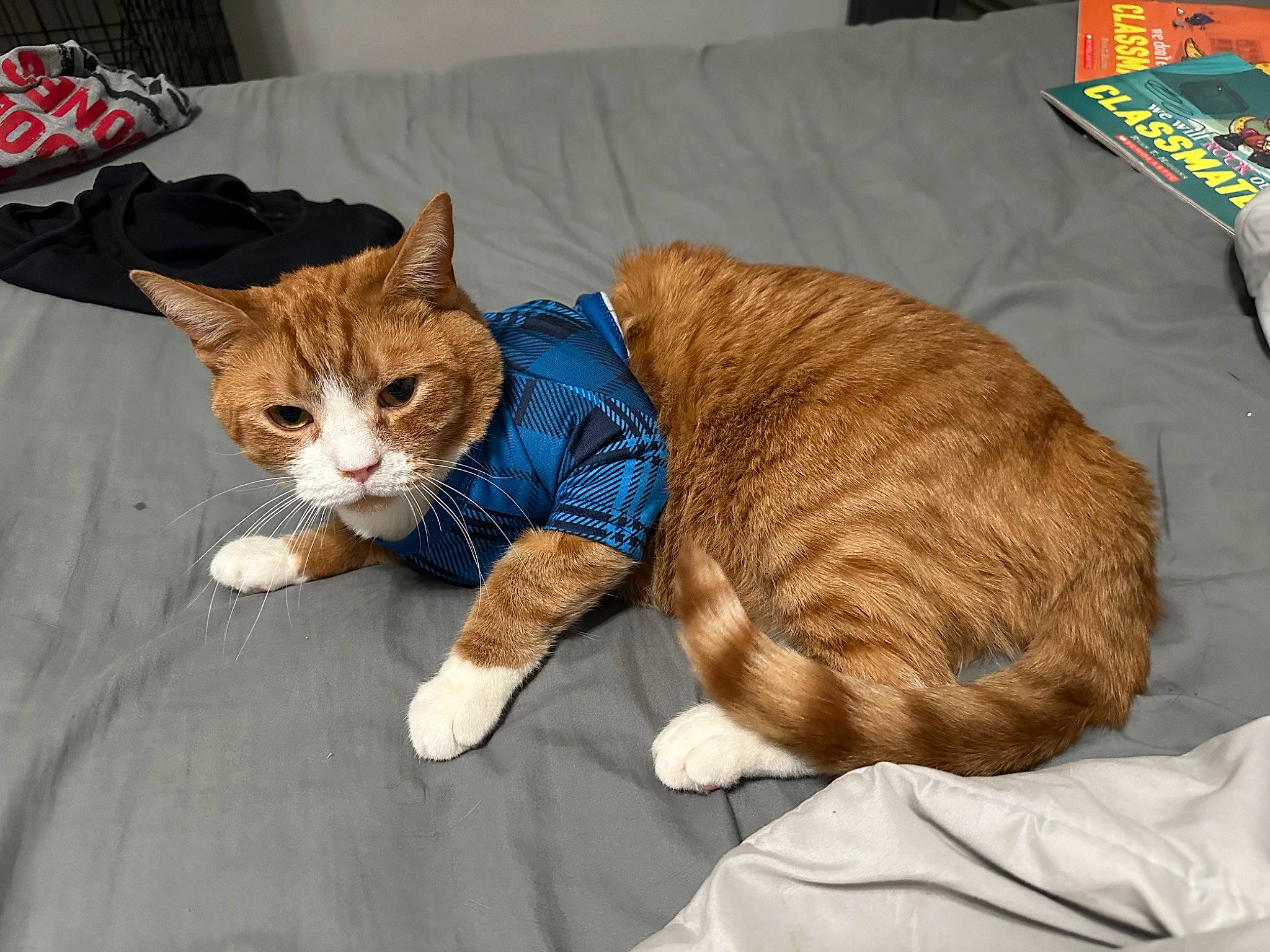 Hobbs joined the competition — help win amazing prizes! carnivore, cat, cat_supply, claw, comfort, domestic_short_haired_cat, fawn, felidae, foot, fur, logo, nap, paw, pet_supply, small_to_medium_sized_cats, snout, tail, whiskers, wood