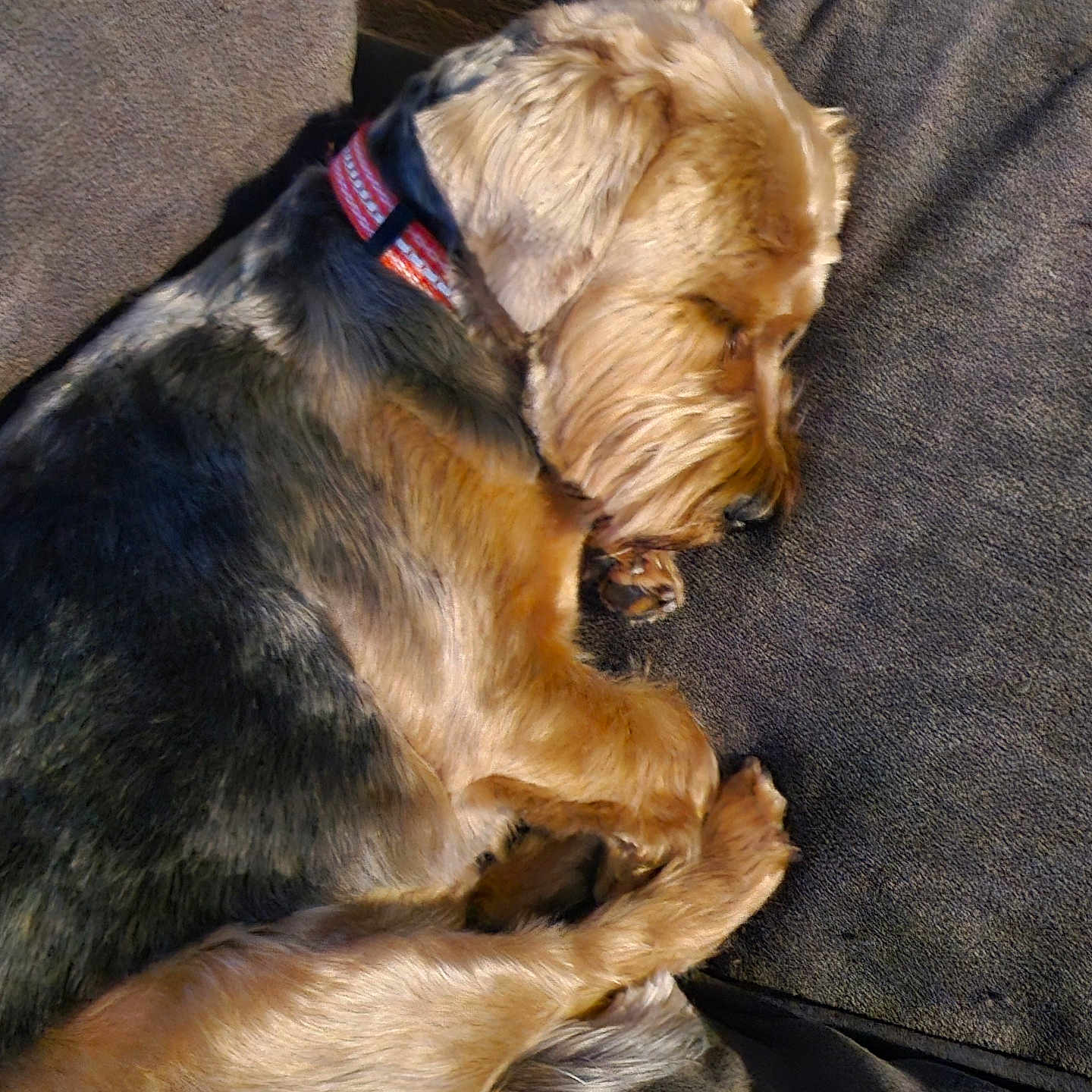 Onyx joined the competition — help win amazing prizes! accessories, airedale, animal, bulldog, canine, chair, cockerspaniel, collar, couch, cushion, dog, furniture, homedecor, hound, person, pet, puppy, sleeping, strap, terrier