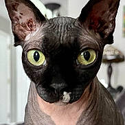 Noir joined the competition — help win amazing prizes! animal, big_eyes, cat, close_up, curious, domestic_cat, face, furniture, hairless_cat, home, indoor, lamp, large_ears, pet, pink_skin, portrait, sphynx_cat, stare, wrinkled_skin, yellow_eyes