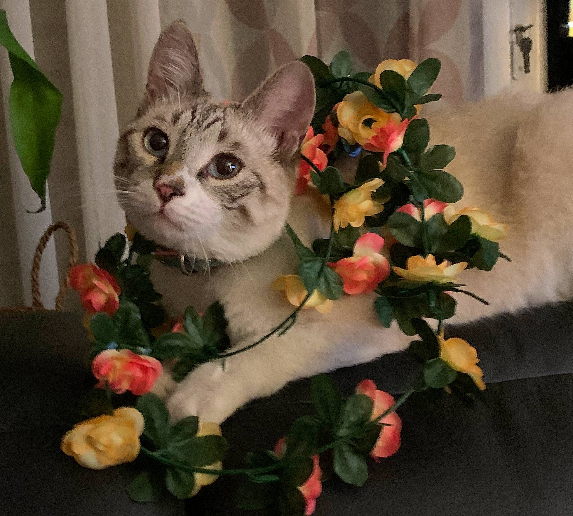 Albus a rejoint le concours — aidez-le/la à gagner de superbes lots ! carmine, carnivore, cat, cut_flowers, domestic_short_haired_cat, door, fawn, felidae, floral_design, flower, flower_arranging, fur, paw, petal, photo_caption, plant, small_to_medium_sized_cats, snout, whiskers, window