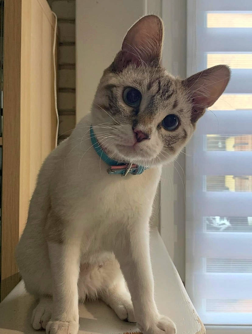 Albus participe au concours pour gagner de l'argent avec cette photo : carnivore, cat, cat_supply, collar, domestic_short_haired_cat, felidae, foot, fur, paw, pet_supply, shelf, small_to_medium_sized_cats, snout, tail, whiskers, window