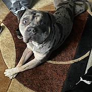 Gucci is registered to the contest to win money with this photo: animal, black, brindle, brown, canine, carpet, companion, crossed_paws, dog, domestic_animal, floor, fur, home, indoor, looking_up, mammal, patterned_rug, paws, pet, relaxed