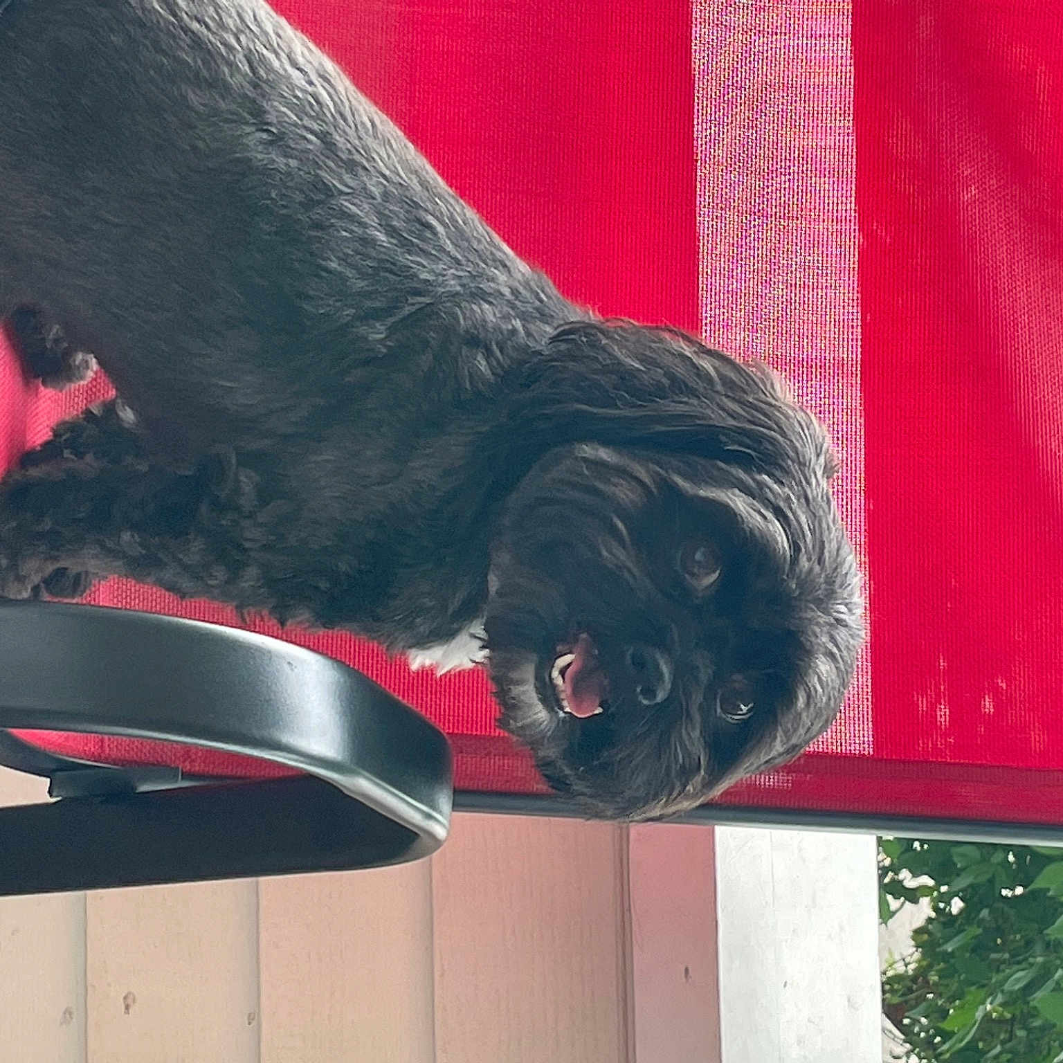 Bubby joined the competition — help win amazing prizes! art, canidae, carnivore, companion_dog, dog, dog_breed, dog_collar, fawn, magenta, pet_supply, red, sculpture, snout, sporting_group, statue, tail, tree, water_dog, wood, working_animal
