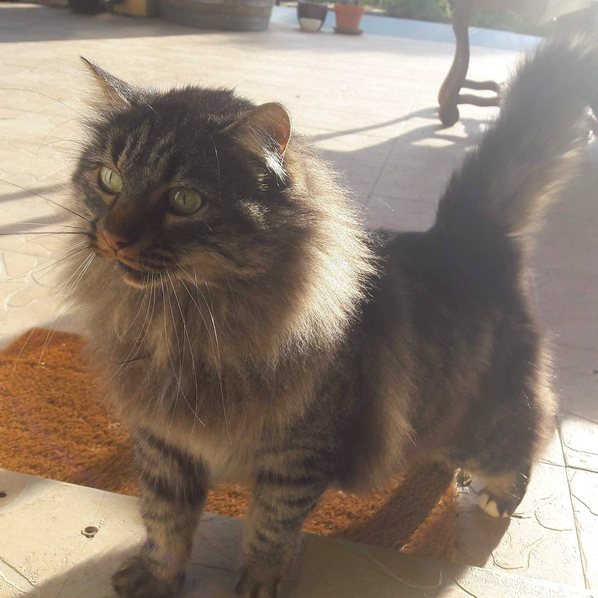 Chichoune a rejoint le concours — aidez-le/la à gagner de superbes lots ! black_cat, carnivore, cat, claw, domestic_short_haired_cat, eye, fawn, felidae, floor, flooring, fur, grey, paw, road_surface, shadow, small_to_medium_sized_cats, tail, terrestrial_animal, whiskers, window