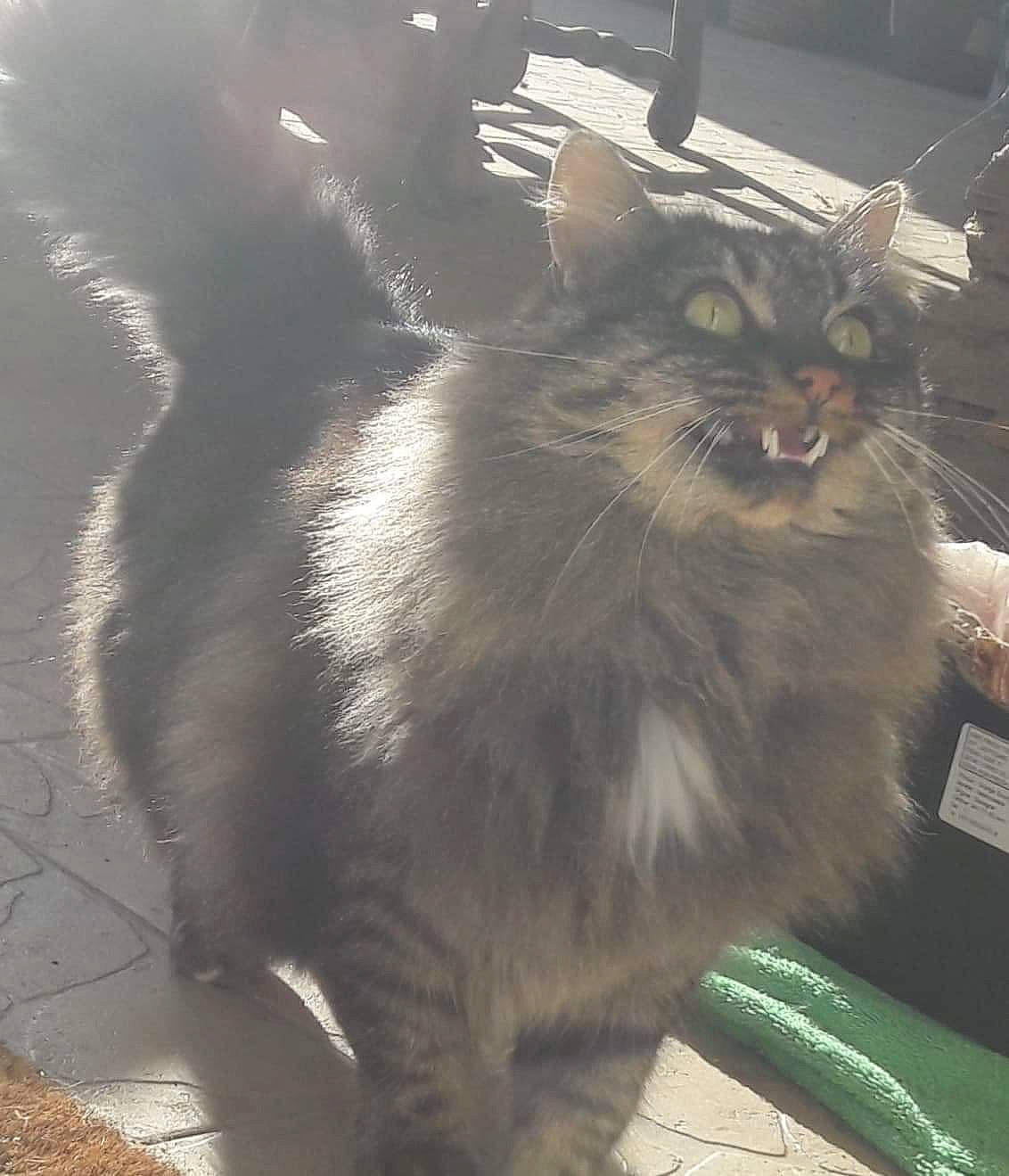 Chichoune a rejoint le concours — aidez-le/la à gagner de superbes lots ! carnivore, cat, claw, darkness, domestic_short_haired_cat, felidae, flooring, fur, maine_coon, metal, paw, road_surface, shadow, small_to_medium_sized_cats, snout, tail, whiskers, window