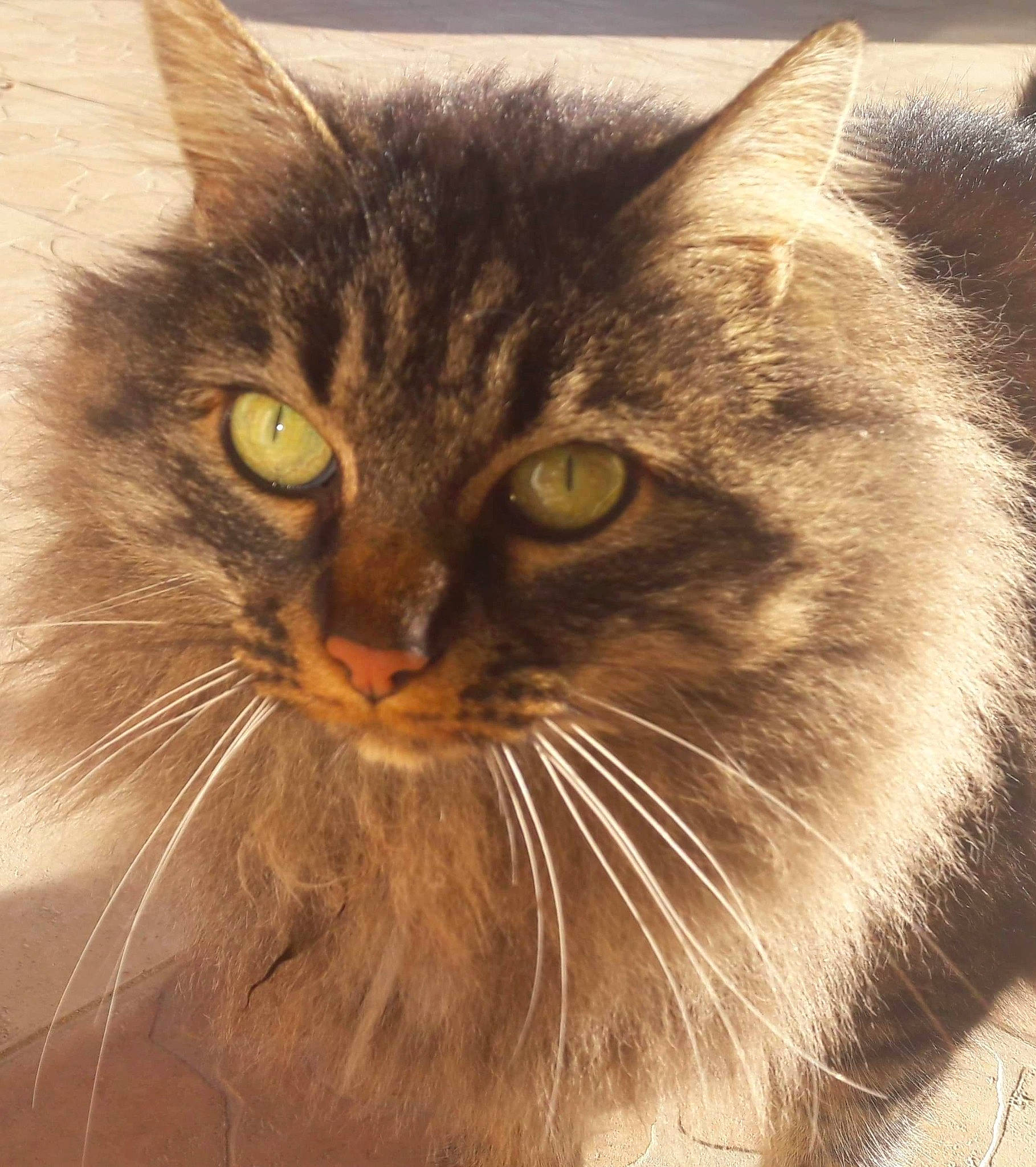 Chichoune a rejoint le concours — aidez-le/la à gagner de superbes lots ! box, british_longhair, carnivore, cat, close_up, domestic_short_haired_cat, fawn, felidae, fur, iris, maine_coon, mouse, paw, small_to_medium_sized_cats, snout, terrestrial_animal, whiskers