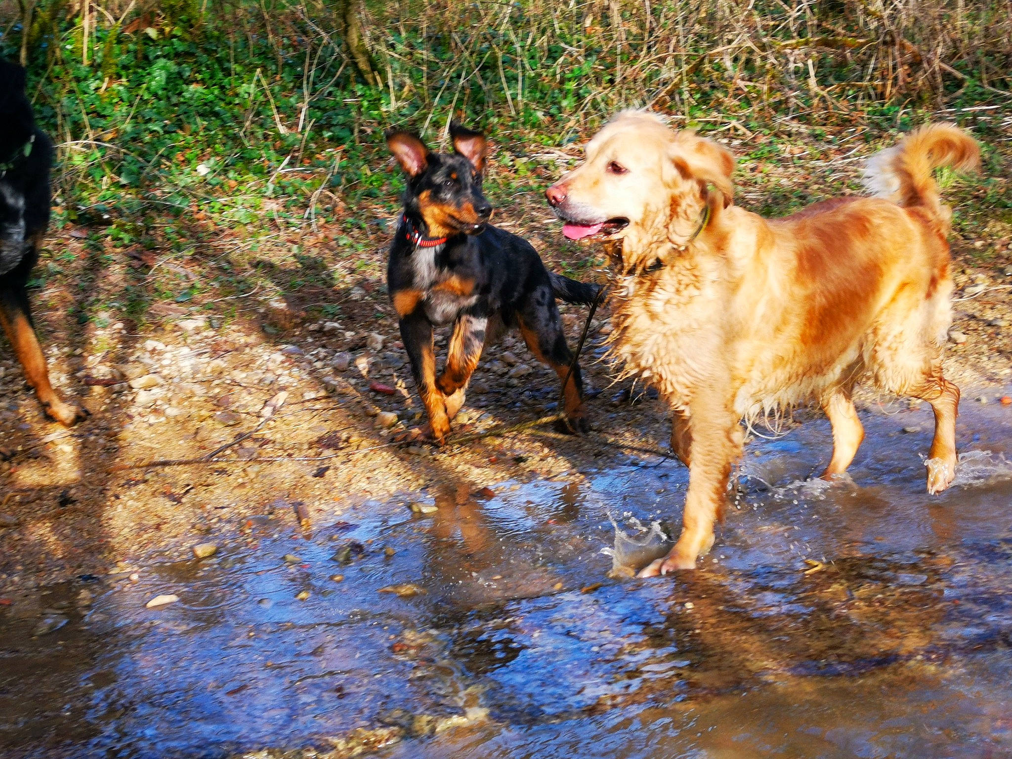 Sidji participe au concours pour gagner de l'argent avec cette photo : adventure, canidae, carnivore, companion_dog, dog, dog_breed, fawn, fun, grass, guard_dog, hunting_dog, plant, recreation, soil, sporting_group, tail, walking, water, working_animal, working_dog