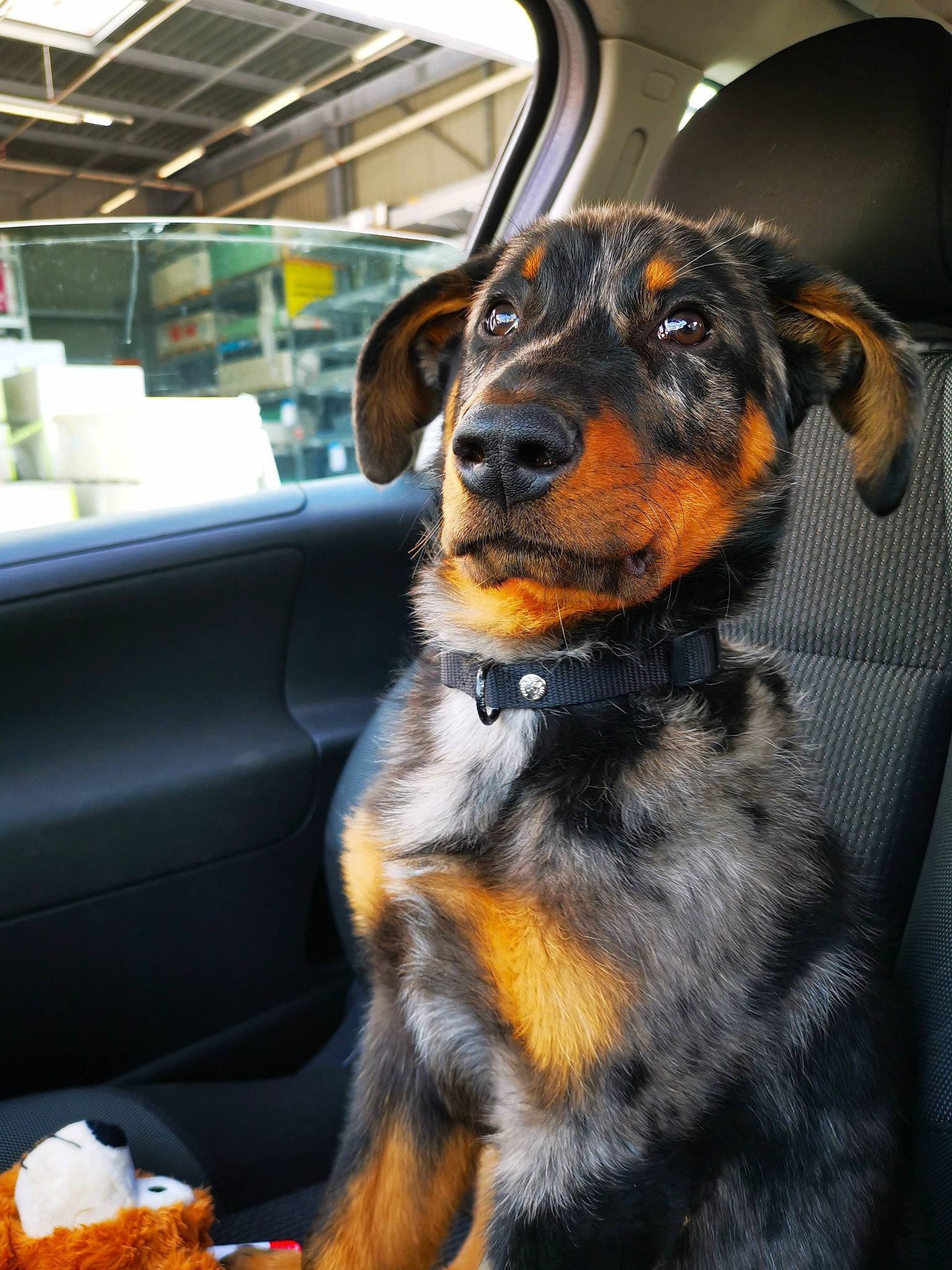 Sidji a rejoint le concours — aidez-le/la à gagner de superbes lots ! canidae, carnivore, collar, companion_dog, dog, dog_breed, fur, guard_dog, hunting_dog, puppy, sporting_group, tableware, terrestrial_animal, vehicle_door, whiskers, windshield, working_animal, working_dog