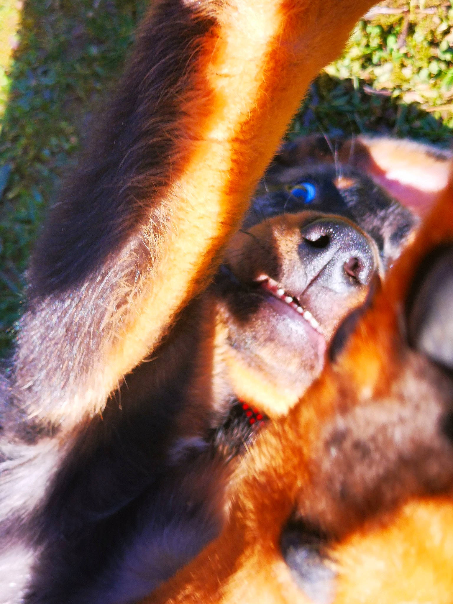 Sidji participe au concours pour gagner de l'argent avec cette photo : bat, canidae, claw, close_up, dog_breed, fawn, fur, grass, macro_photography, nail, paw, plant, primate, snout, soil, sporting_group, terrestrial_animal, terrestrial_plant, wildlife, wood