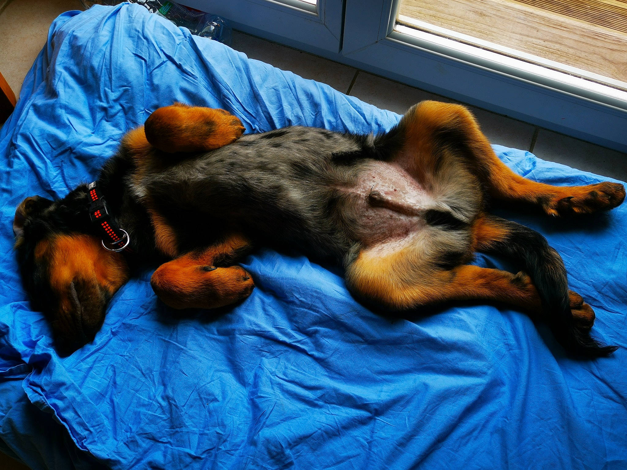 Sidji participe au concours pour gagner de l'argent avec cette photo : bedtime, canidae, carnivore, claw, comfort, companion_dog, dog, dog_breed, ear, fawn, fur, nap, paw, puppy, sleep, snout, sporting_group, tail, toy, working_animal