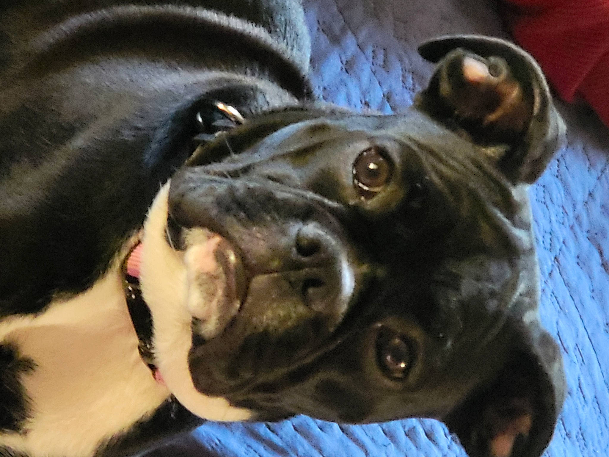 Peanut joined the competition — help win amazing prizes! borador, canidae, carnivore, collar, companion_dog, dog, dog_breed, dog_collar, ear, fawn, fur, guard_dog, liver, molosser, sporting_group, terrestrial_animal, whiskers, working_animal, working_dog, wrinkle