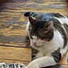 animal, carpet, cat, cozy, crossed_paws, domestic_animal, ears, feline, fur, furry, indoor, lying_down, pet, relaxed, resting, striped, tabby, tail, whiskers, wooden_floor