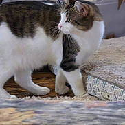 Phyco is registered to the contest to win money with this photo: animal, cat, cozy, curious, cute, domestic_cat, feline, fur, home, indoor, pet_bed, plush_toys, resting_area, side_view, soft_toys, tabby_cat, walking, whiskers, white_cat, wooden_floor