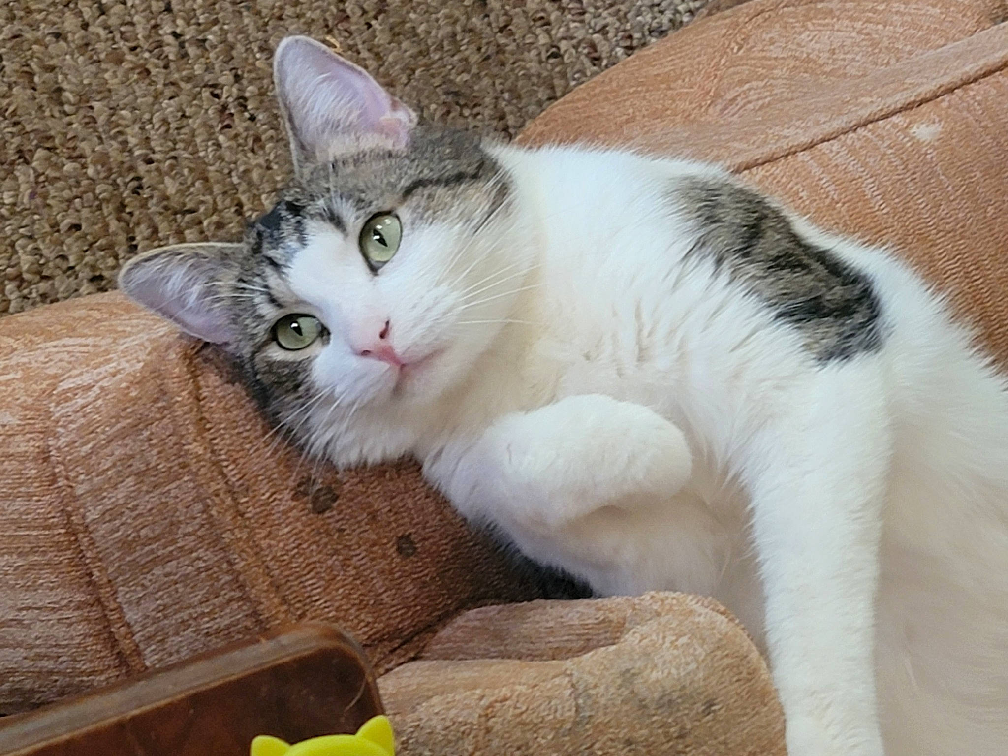 Phyco joined the competition — help win amazing prizes! carnivore, cat, cat_supply, claw, comfort, domestic_short_haired_cat, eye, fawn, felidae, fur, paw, sitting, small_to_medium_sized_cats, snout, tail, whiskers