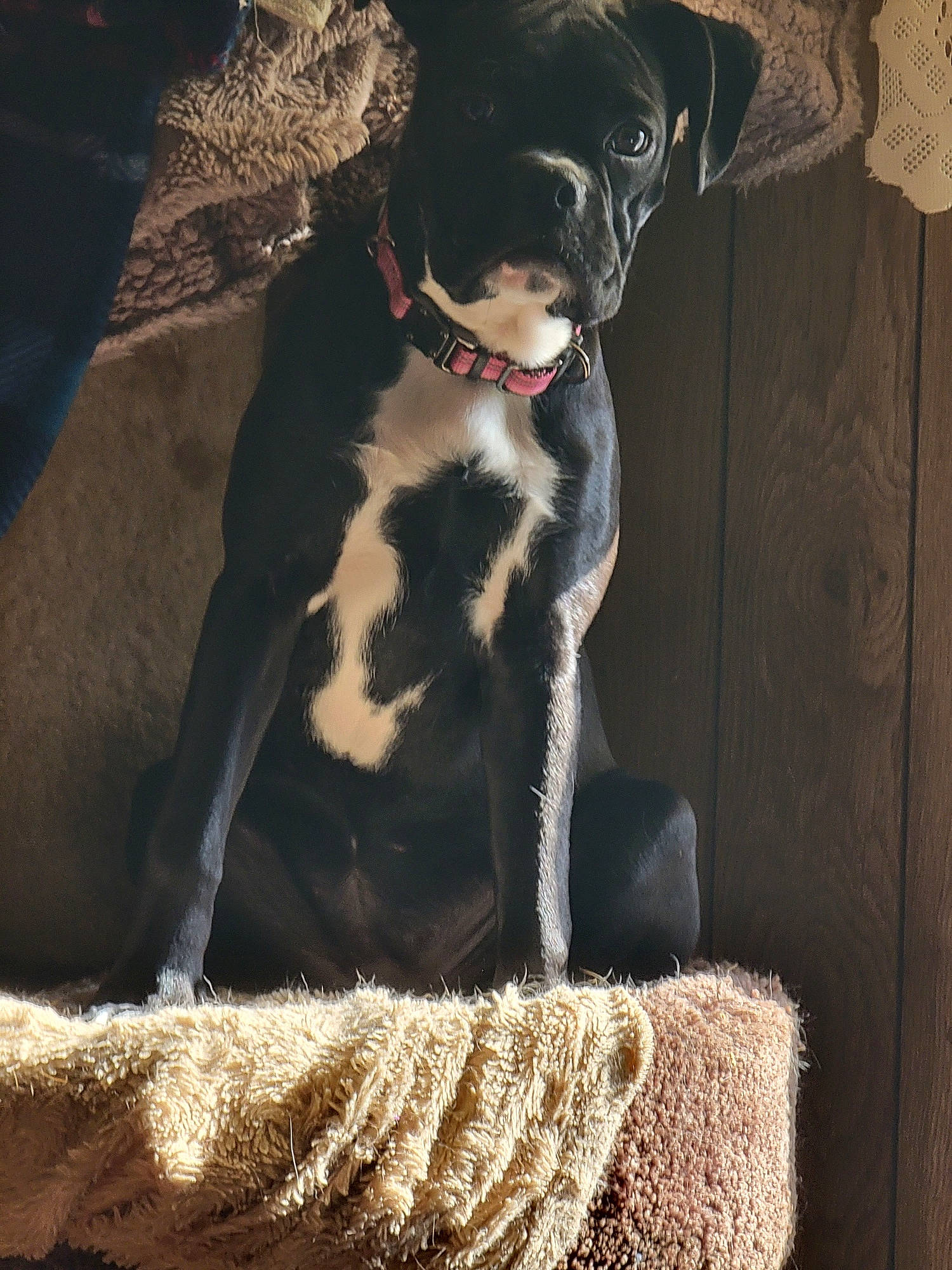 Peanut is registered to the contest to win money with this photo: carnivore, collar, comfort, companion_dog, dog, dog_breed, dog_collar, fashion_accessory, fawn, flash_photography, formal_wear, fur, pet_supply, snout, sporting_group, tail, terrestrial_animal, tie, whiskers, working_animal