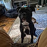 animal, background, black_dog, carpet, collar, cozy, curious, dog, dog_bed, furniture, home, indoor, living_room, natural_light, pet, rustic, sitting, toys, window, wooden_floor