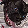 animal, bed, black_dog, blanket, canine, close_up, cute, dog, domestic_animal, face, fur, indoor, lying_down, mouth_open, pattern, pet, resting, sleepy, teeth, tongue