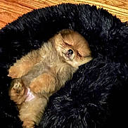 Muzzy is registered to the contest to win money with this photo: adorable, animal, black_blanket, blanket, brown_fur, comfort, cozy, cute, dog, fluffy, fur, indoors, lying_down, pet, puppy, relaxing, resting, sleeping, small_dog, wooden_floor