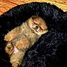 adorable, animal, black_blanket, blanket, brown_fur, comfort, cozy, cute, dog, fluffy, fur, indoors, lying_down, pet, puppy, relaxing, resting, sleeping, small_dog, wooden_floor